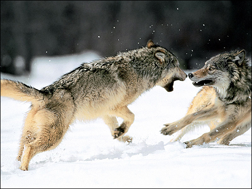   (Canis lupus). ,    