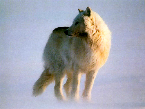   (Canis lupus tundrorum). ,    