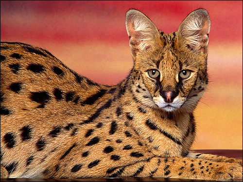 ,   (Felis serval). ,    