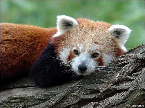 Малая панда, красная панда (Ailurus fulgens). Фото, фотография картинки дикие звери
