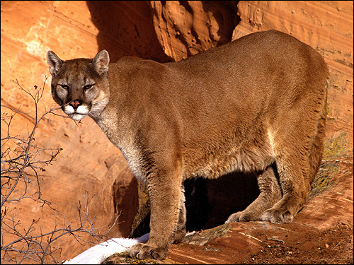 ,   (Puma concolor). ,   