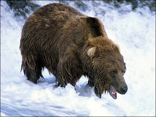   (Ursus arctos). ,    