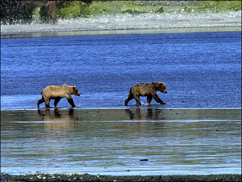   (Ursus arctos). ,    