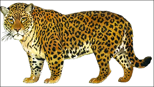  (Panthera onca). ,  