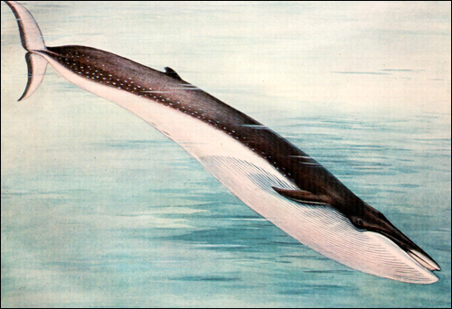  (Balaenoptera physalus). ,  