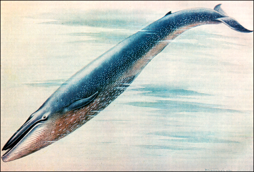  ,   (Balaenoptera musculus). ,  