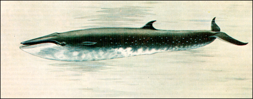  (Balaenoptera borealis). ,  