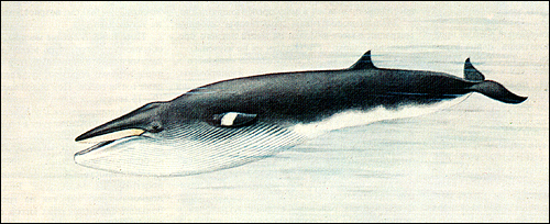   (Balaenoptera acutorostrata). ,  