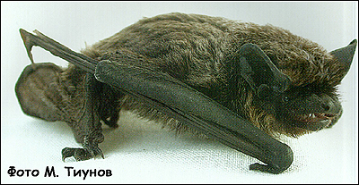   (Pipistrellus savii). , ,  . 