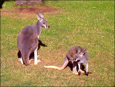    (Macropus rufus). ,    