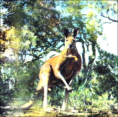    (Macropus rufus). ,    