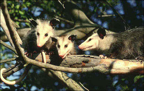   (Didelphis marsupialis). ,    