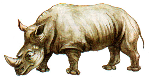 (Rhinoceros). ,  