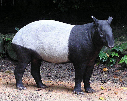  ,   (Tapirus indicus). ,    