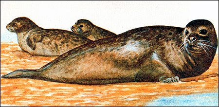 Обыкновенный тюлень (Phoca vitulina). Рисунок, картинка ластоногие животные