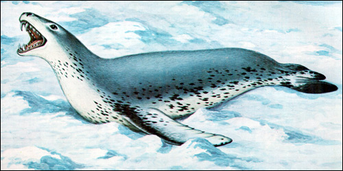 Морской леопард (Hydrurga leptonyx). Рисунок, картинка ластоногие животные