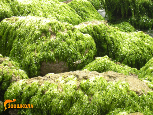 Зеленые водоросли, растущие на камнях. Фото, фотография картинка