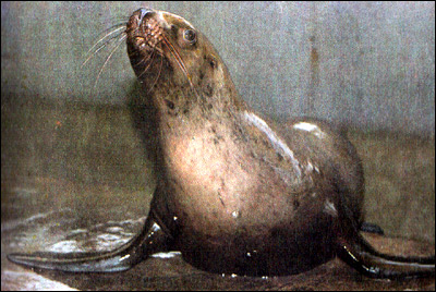 Морской лев. Фото, фотография картинка ластоногие животные