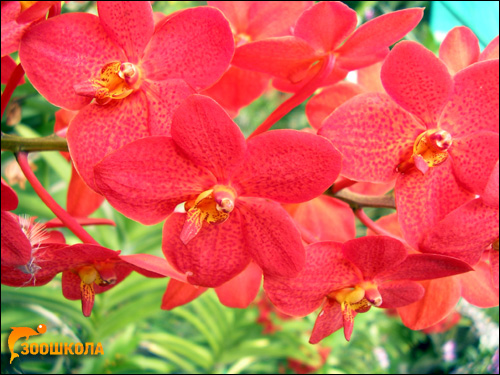 Орхидеи. Парк орхидей на о. Бали. Фото, фотография цветы