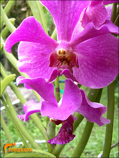 Цветок орхидеи. Парк орхидей о. Бали. Фото, фотография картинка