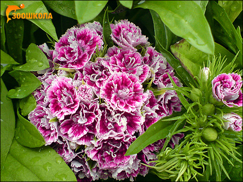   (Dianthus barbatus). ,   