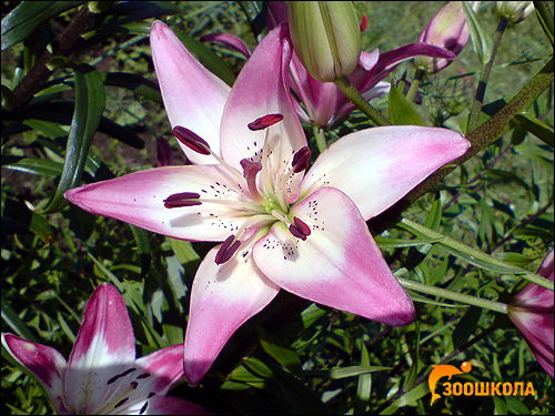   (Lilium tigrinum). ,   