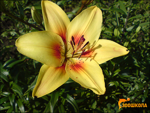   (Lilium tigrinum). ,   