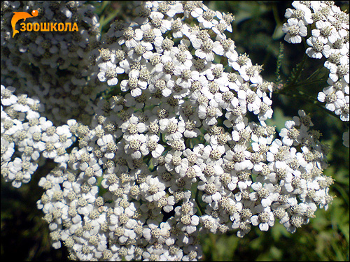  (Achillea millefolium). ,   