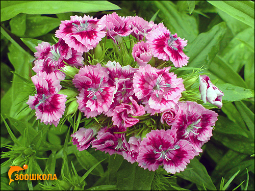   (Dianthus barbatus). ,   