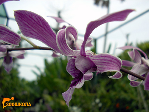 Орхидеи. Парк орхидей на о. Бали. Фото, фотография цветы