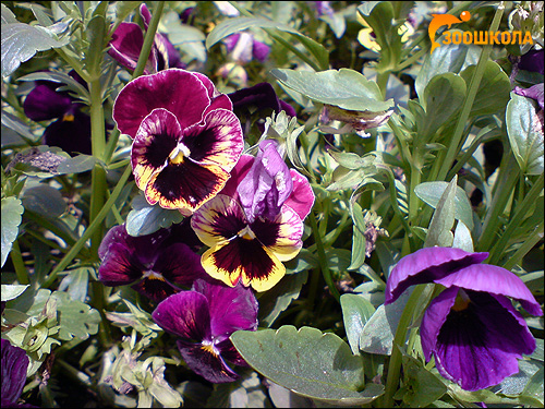  (Viola tricolor). ,  