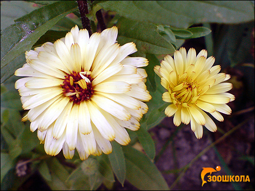  (Calendula). ,  