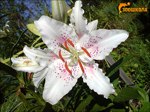   (Lilium tigrinum). ,  