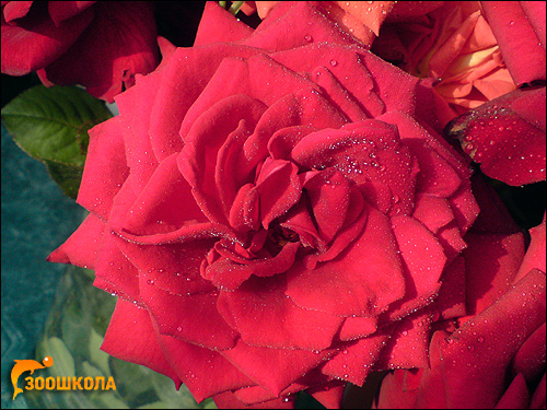 Красная роза. Фото, фотография цветы