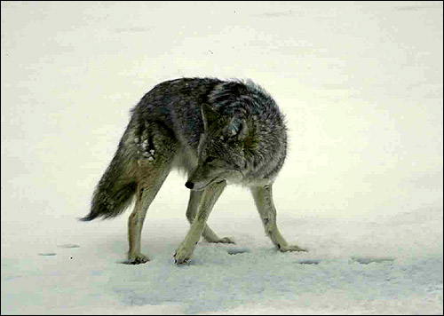   (Canis lupus). ,   