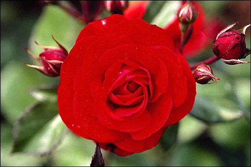 Ярко-розовая роза. Фото, фотография