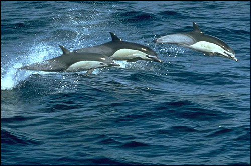 - (Delphinus delphis). ,  