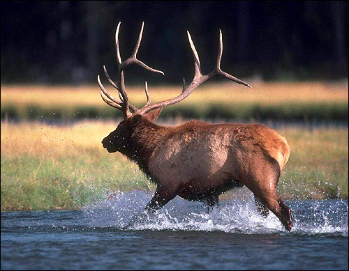   (Cervus elaphus). , 