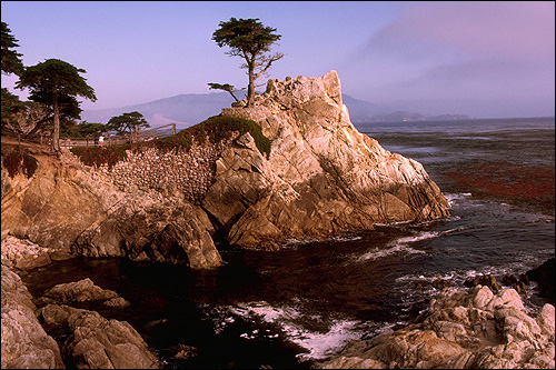 Дерево, растущее на скале около моря. Фото, фотография природа