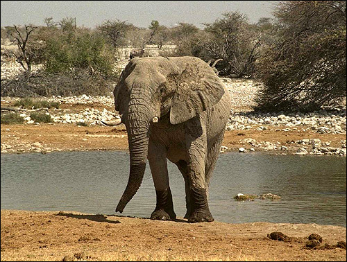   (Loxodonta africana). , 