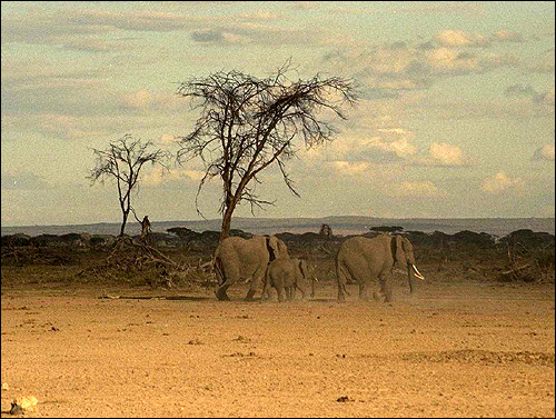 Африка. Слоны. Фото, фотография
