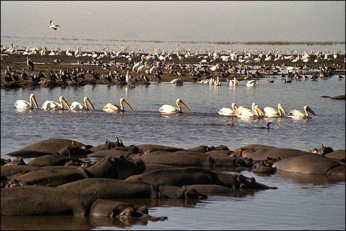 Африка. Стадо бегемотов в воде. Стая белых пеликанов. Фото, фотография