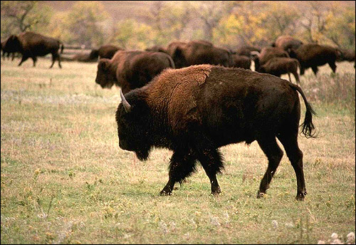  (Bison bison). ,   