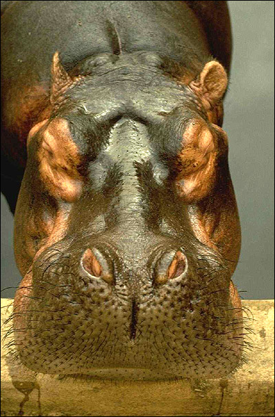 ,   (Hippopotamus amphibius). , 