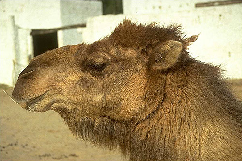Верблюд (Camelus). Фото, фотография