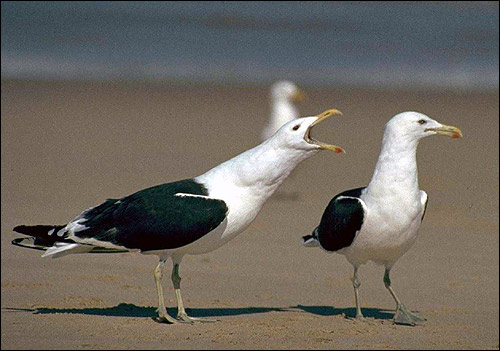    (Larus marinus). ,   