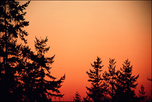 Красно-розовый закат. Верхушки елок. Фото, фотография