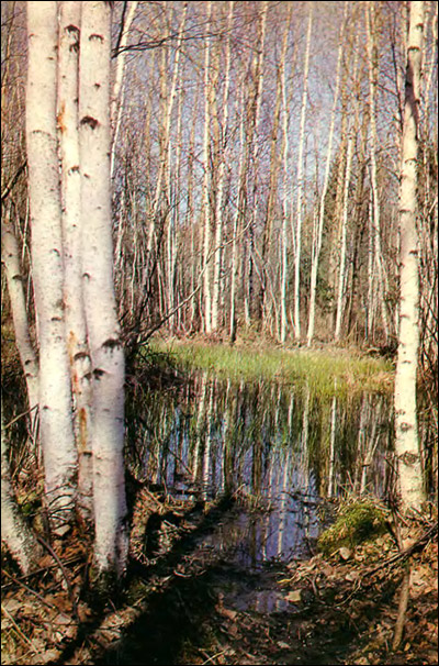 Березовый лес. Фото, фотография