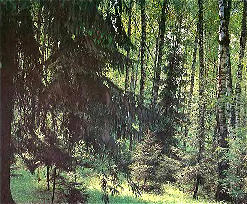 Смешанный лес. Фото, фотография