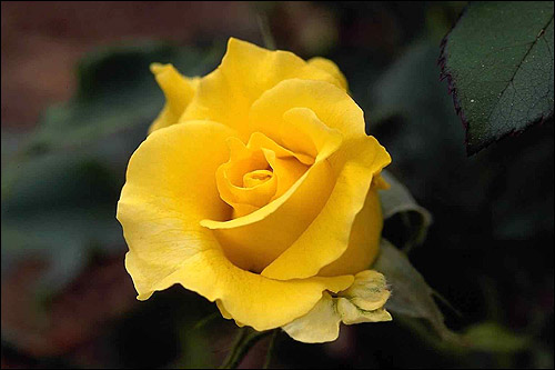 Жёлтая роза. Фото, фотография